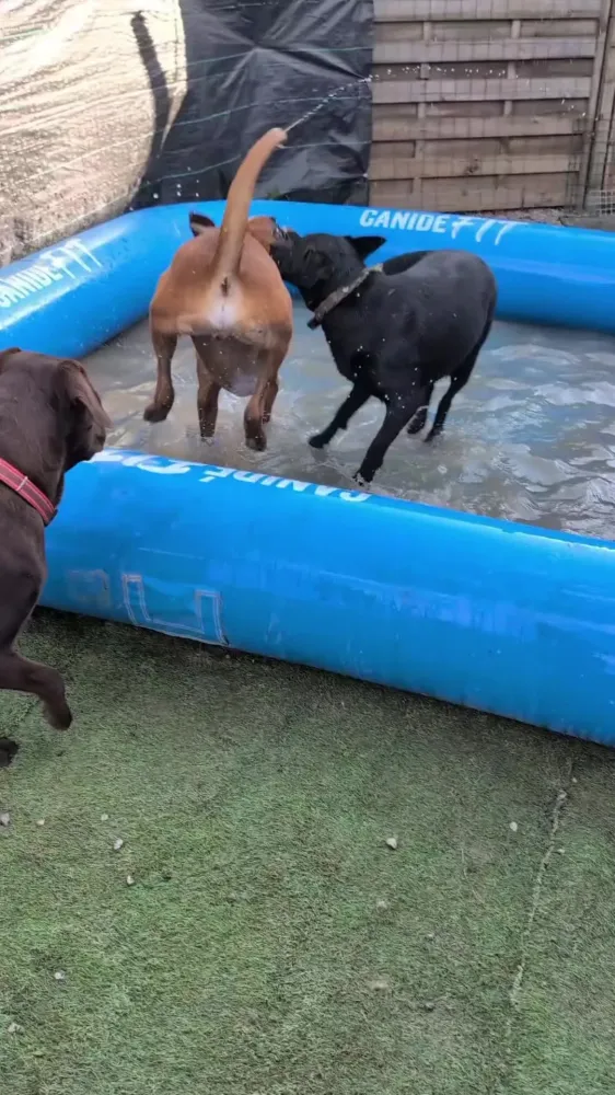 Crèche pour chien à Braine-l'Alleud