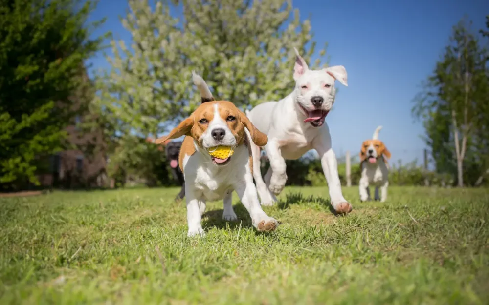 Crèche canine proche à Braine-l'Alleud