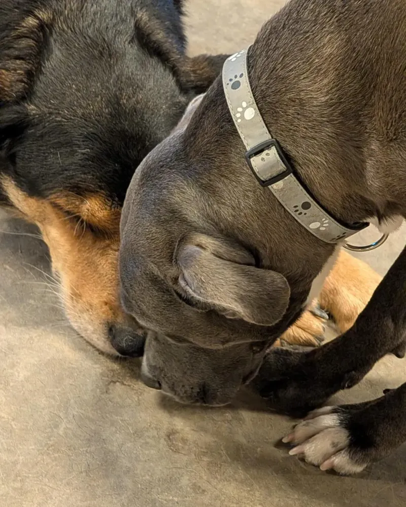Garderie canine sécurisée à Braine-l'Alleud