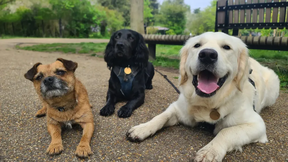 Cours pour chien à Braine-l'Alleud